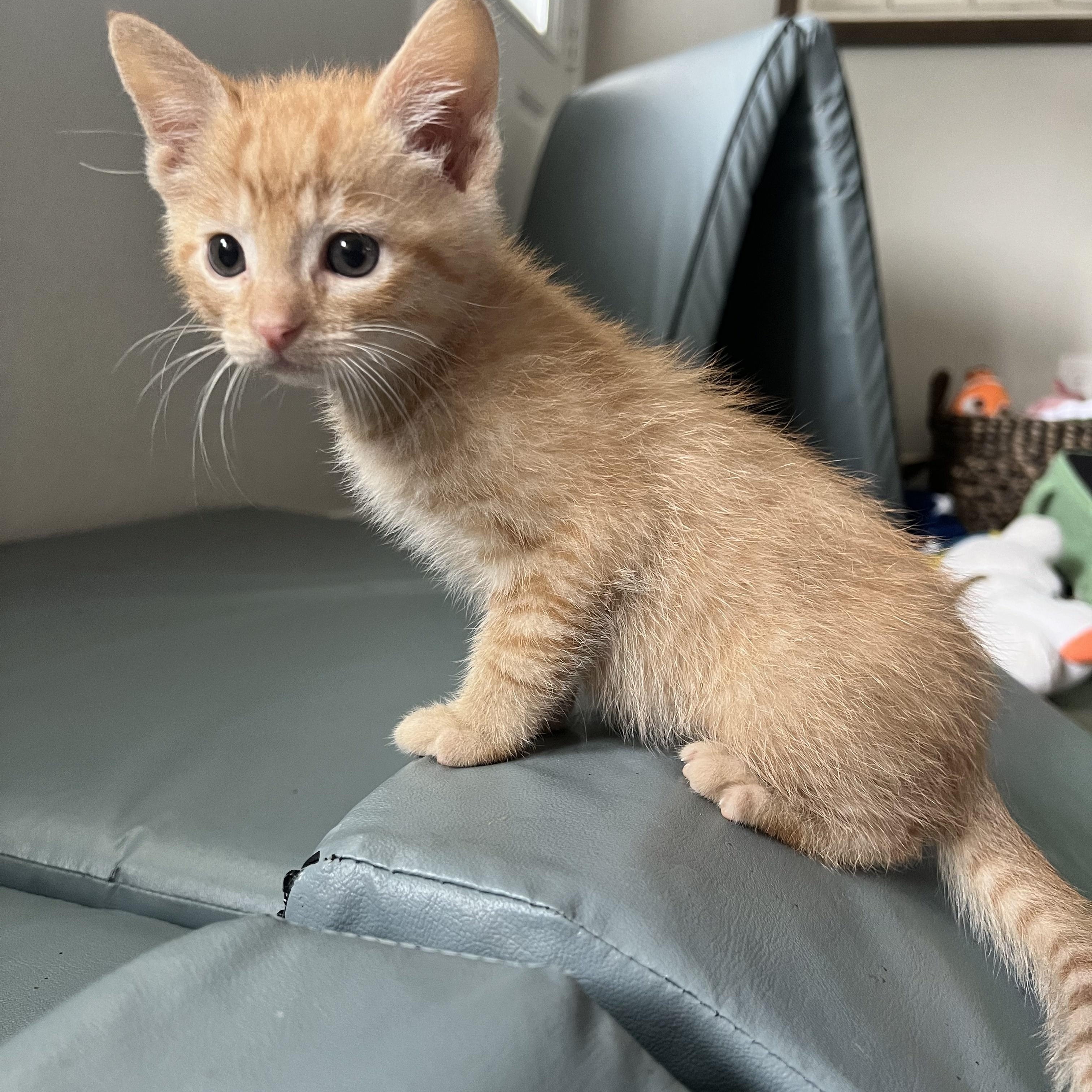 Mini Wheat, an adopted Domestic Short Hair in Bryan, TX image 2/3