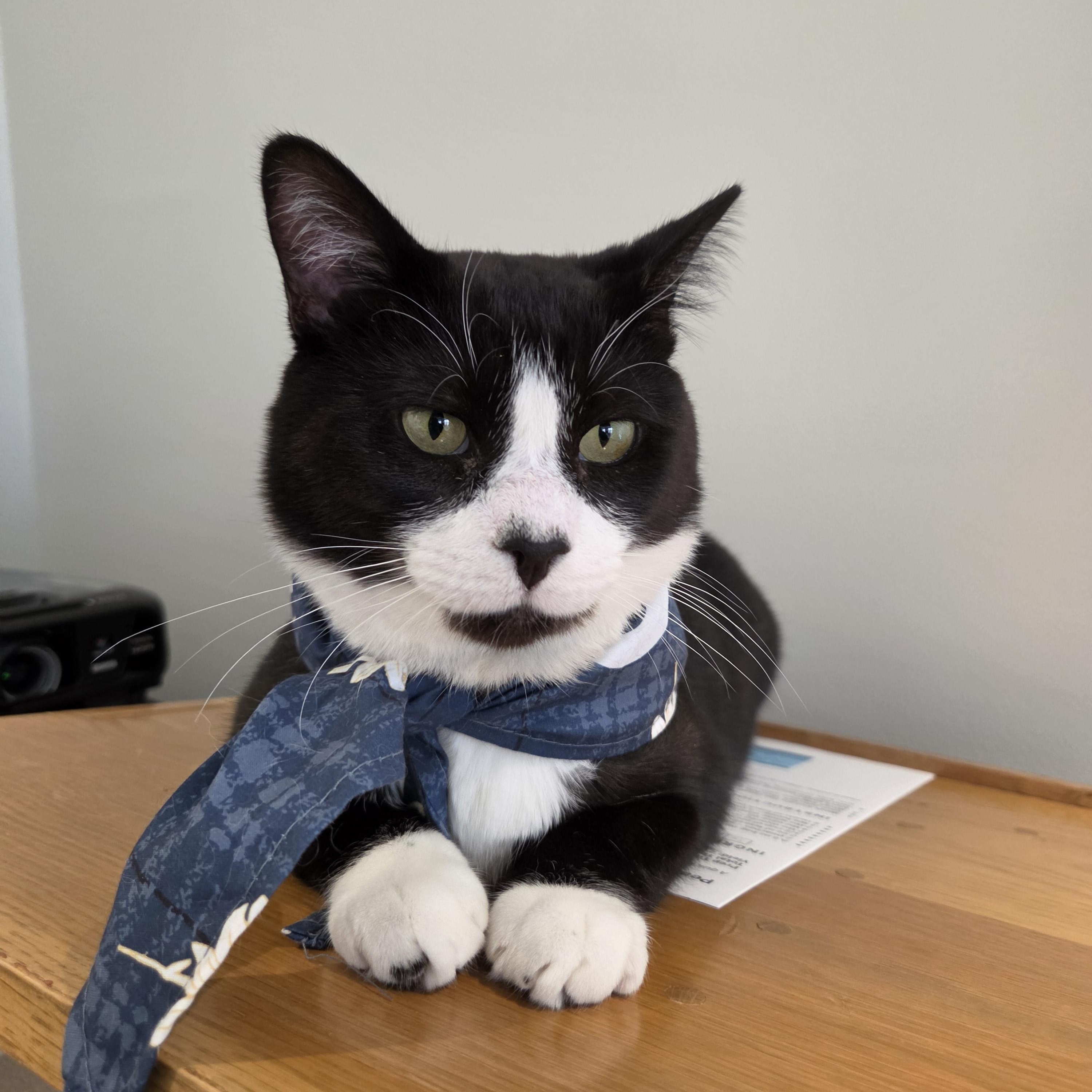 Hubert Jones, Adoptable, Adult Male Domestic Short Hair.