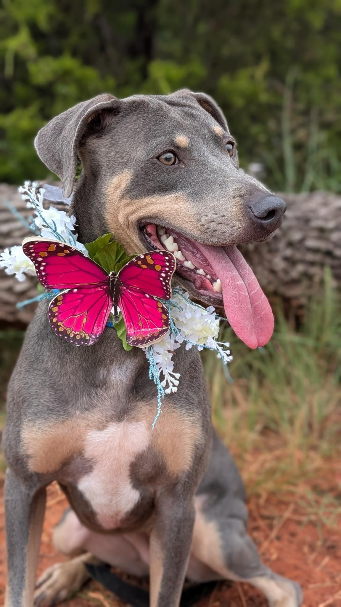 MORGAN 434295 FosterHome