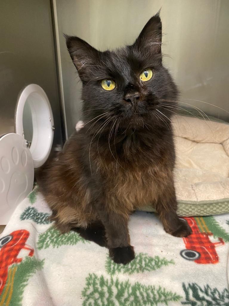 Herman, Adoptable, Senior Male Domestic Medium Hair.