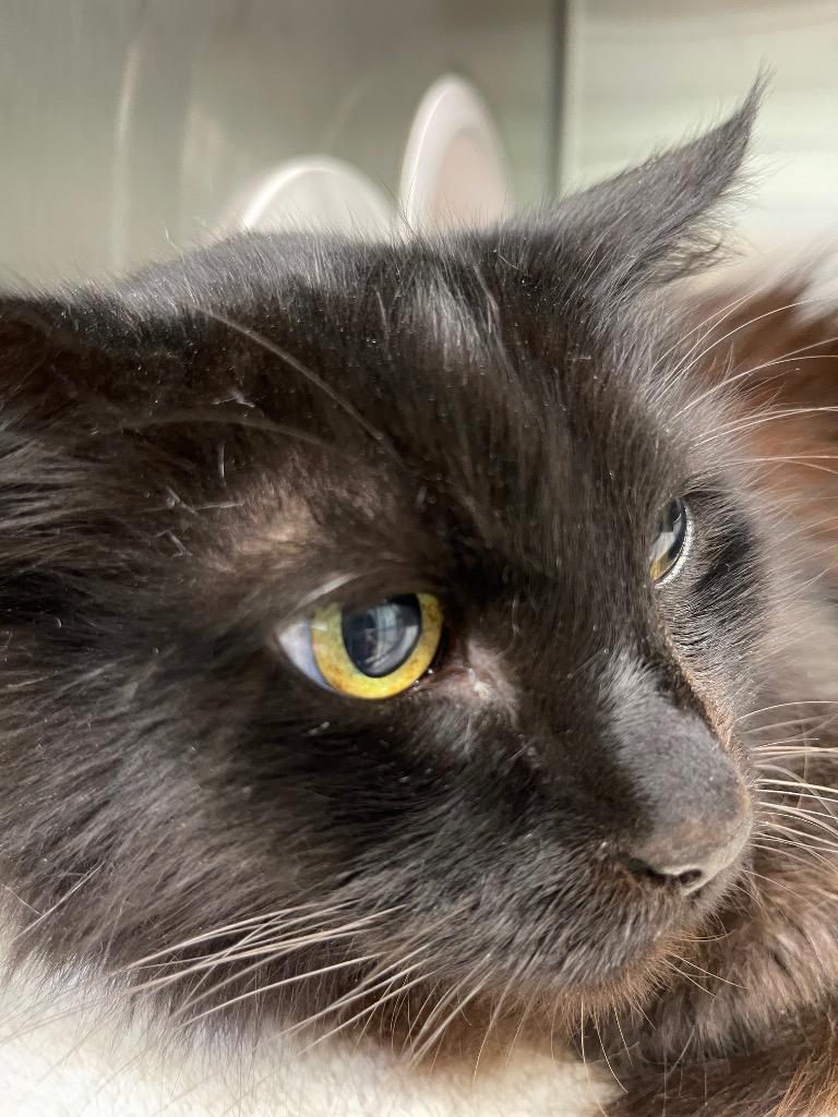 Herman, Adoptable, Senior Male Domestic Medium Hair.