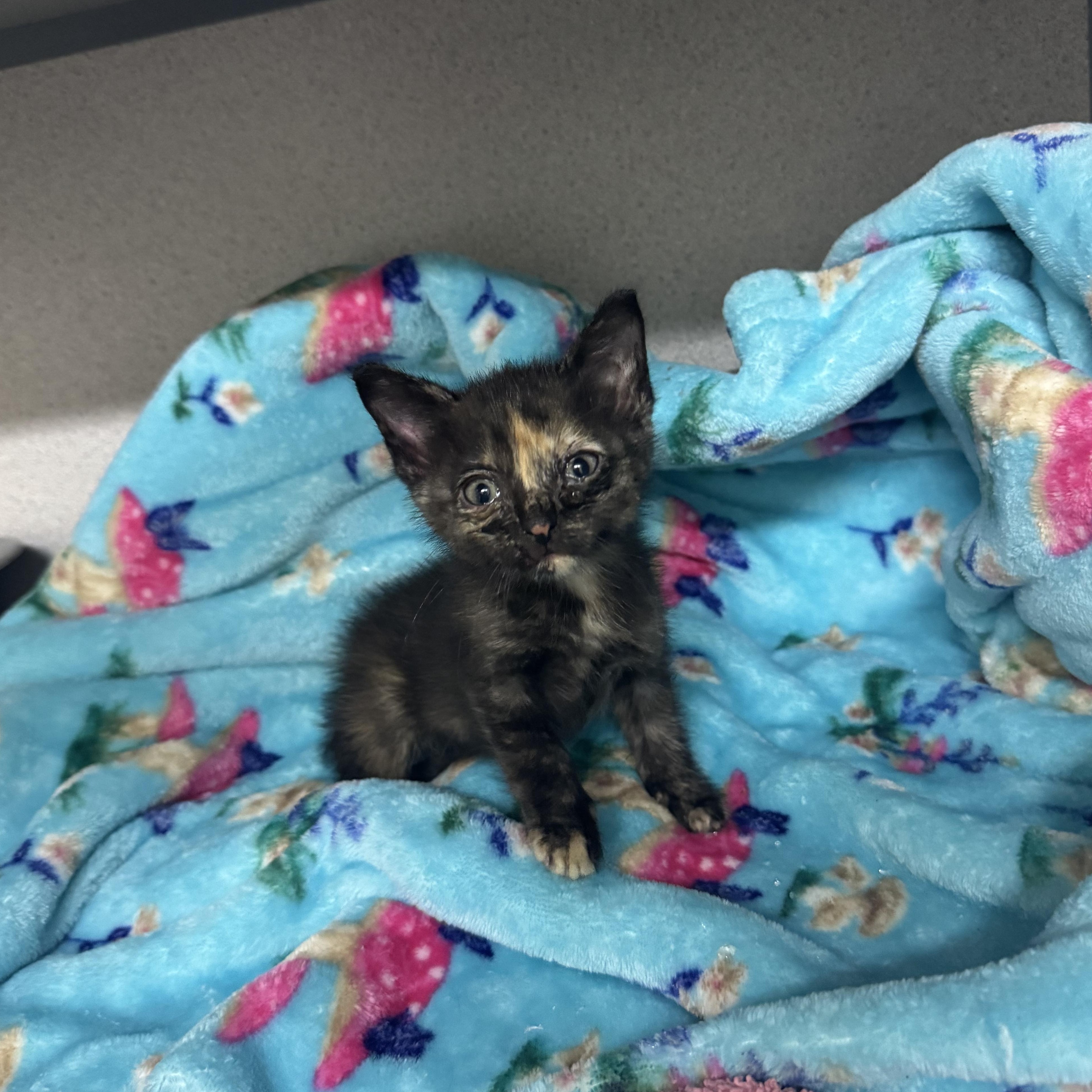 Pip, Adoptable, Kitten Female Domestic Short Hair.