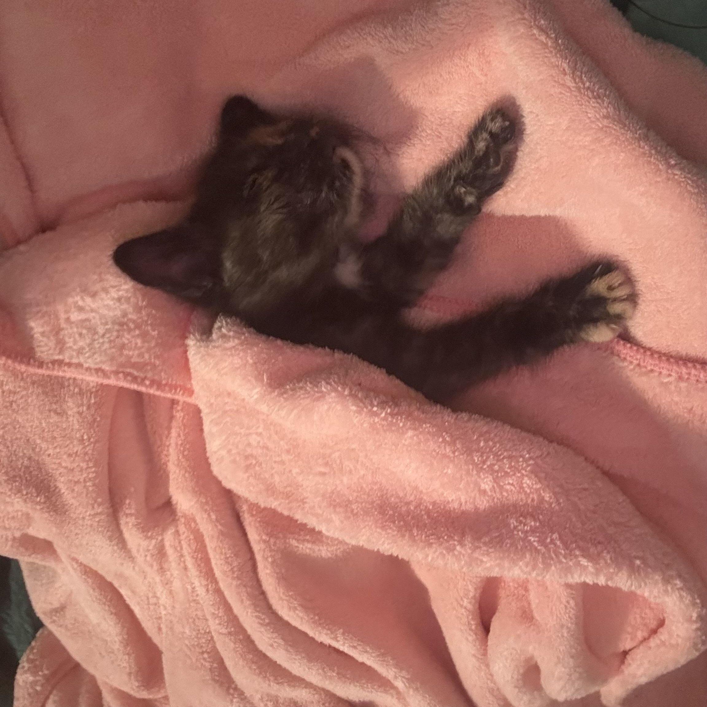 Enlarge Pip, a Adoptable Domestic Short Hair in Mississippi State, MS image 2/4