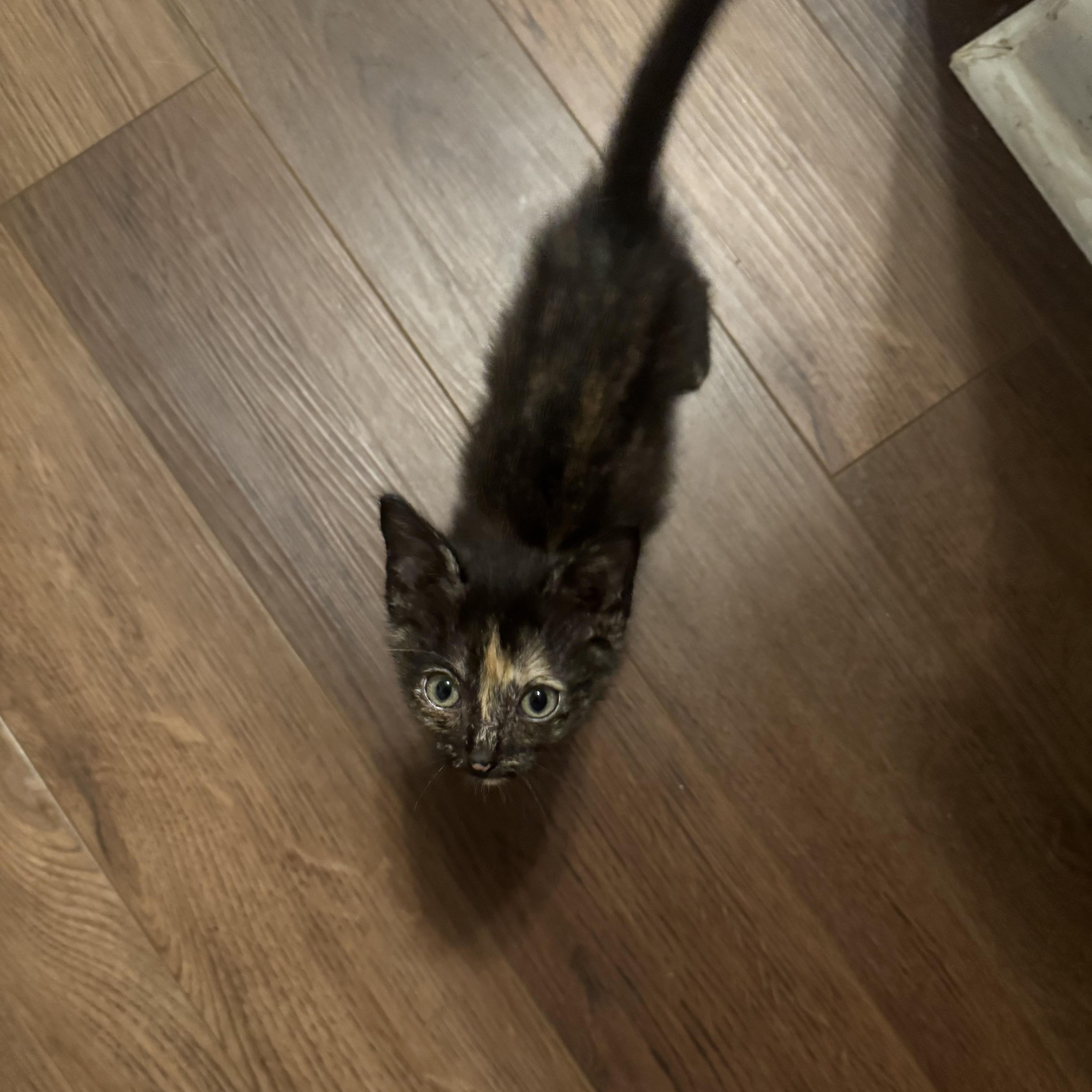 Enlarge Pip, a Adoptable Domestic Short Hair in Mississippi State, MS image 3/4