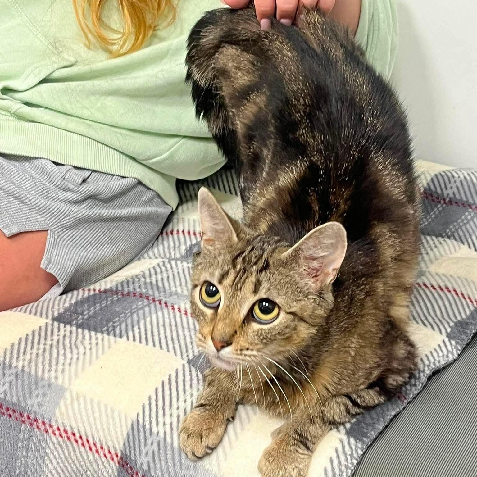 Jan, ADOPTABLE, Young Female Domestic Short Hair & Bengal.