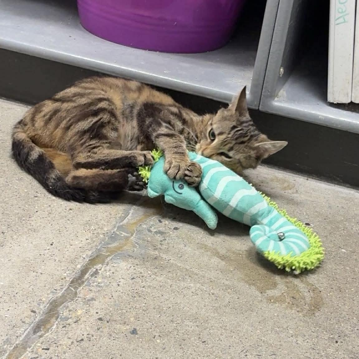 Enlarge Jan, a ADOPTABLE mixed breed in Bourne, MA image 2/2