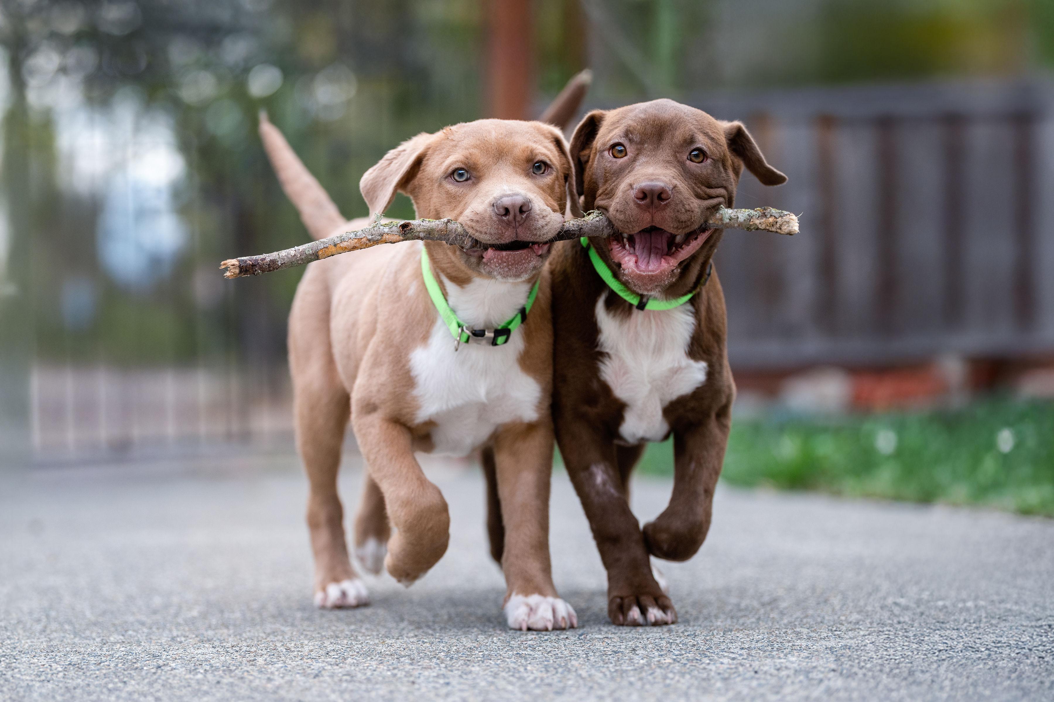 Chocolate Chip, a Adoptable mixed breed in Santa Rosa, CA image 1/6