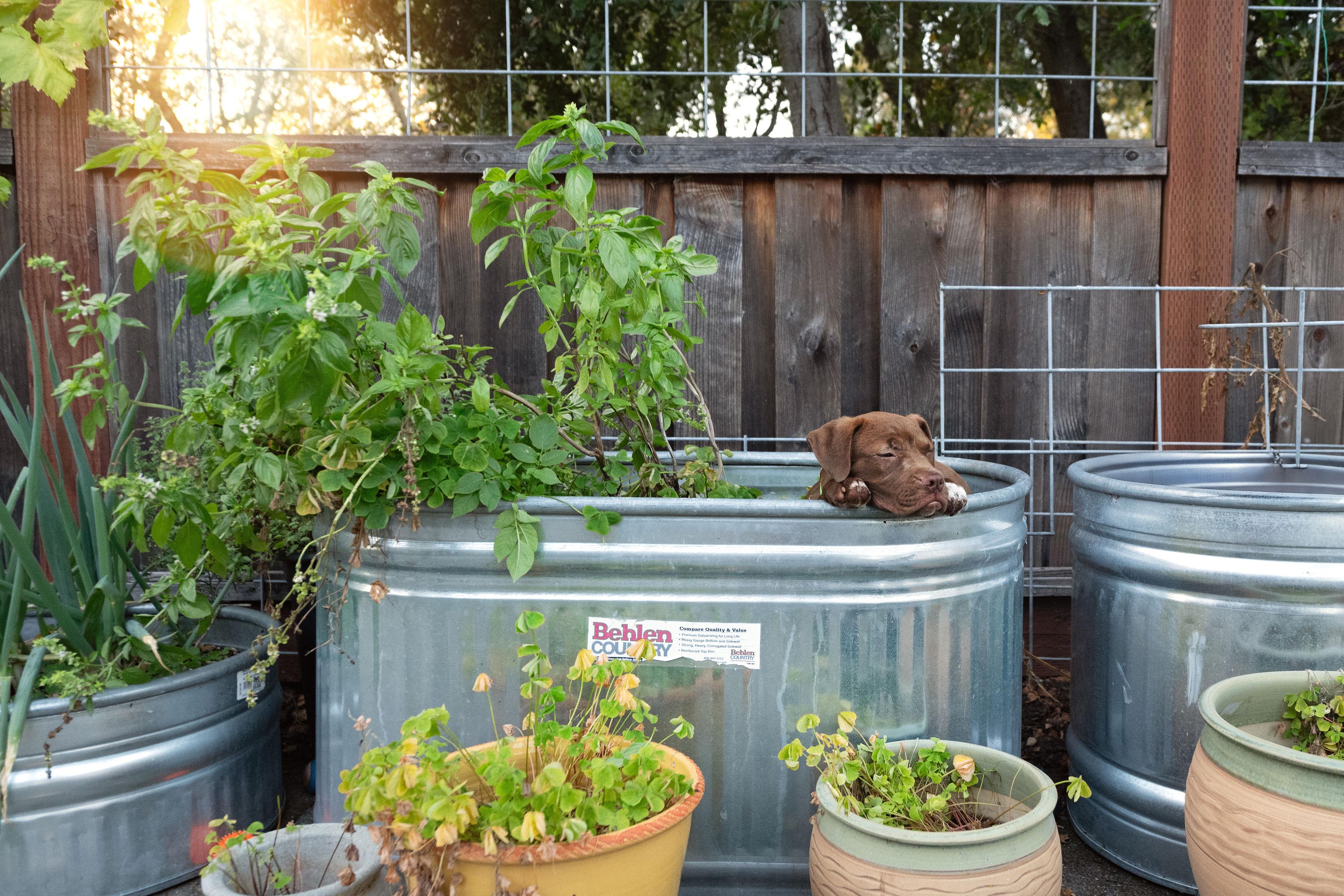 Chocolate Chip, a Adoptable mixed breed in Santa Rosa, CA image 3/6