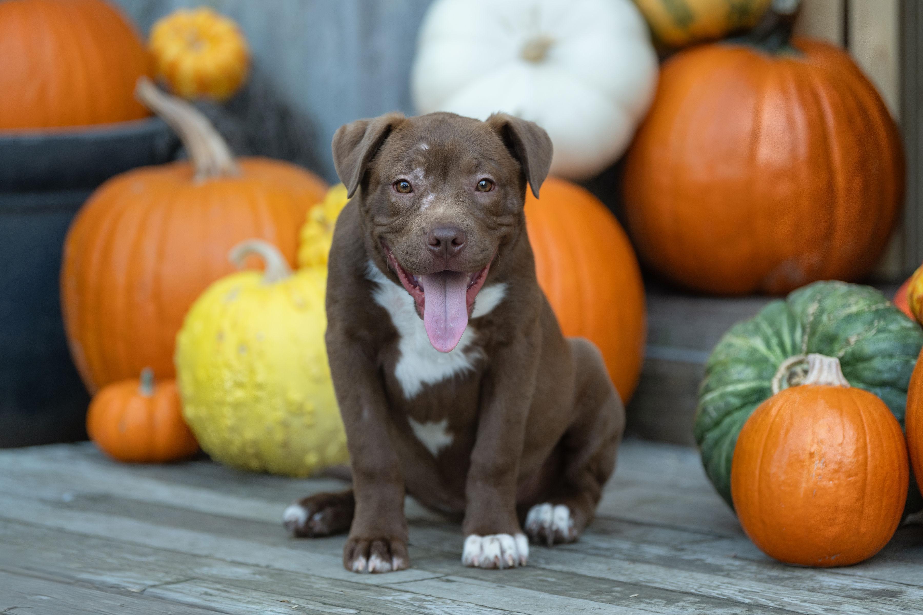 Chocolate Chip, Adoptable, Puppy Female Pit Bull Terrier & Labrador Retriever.