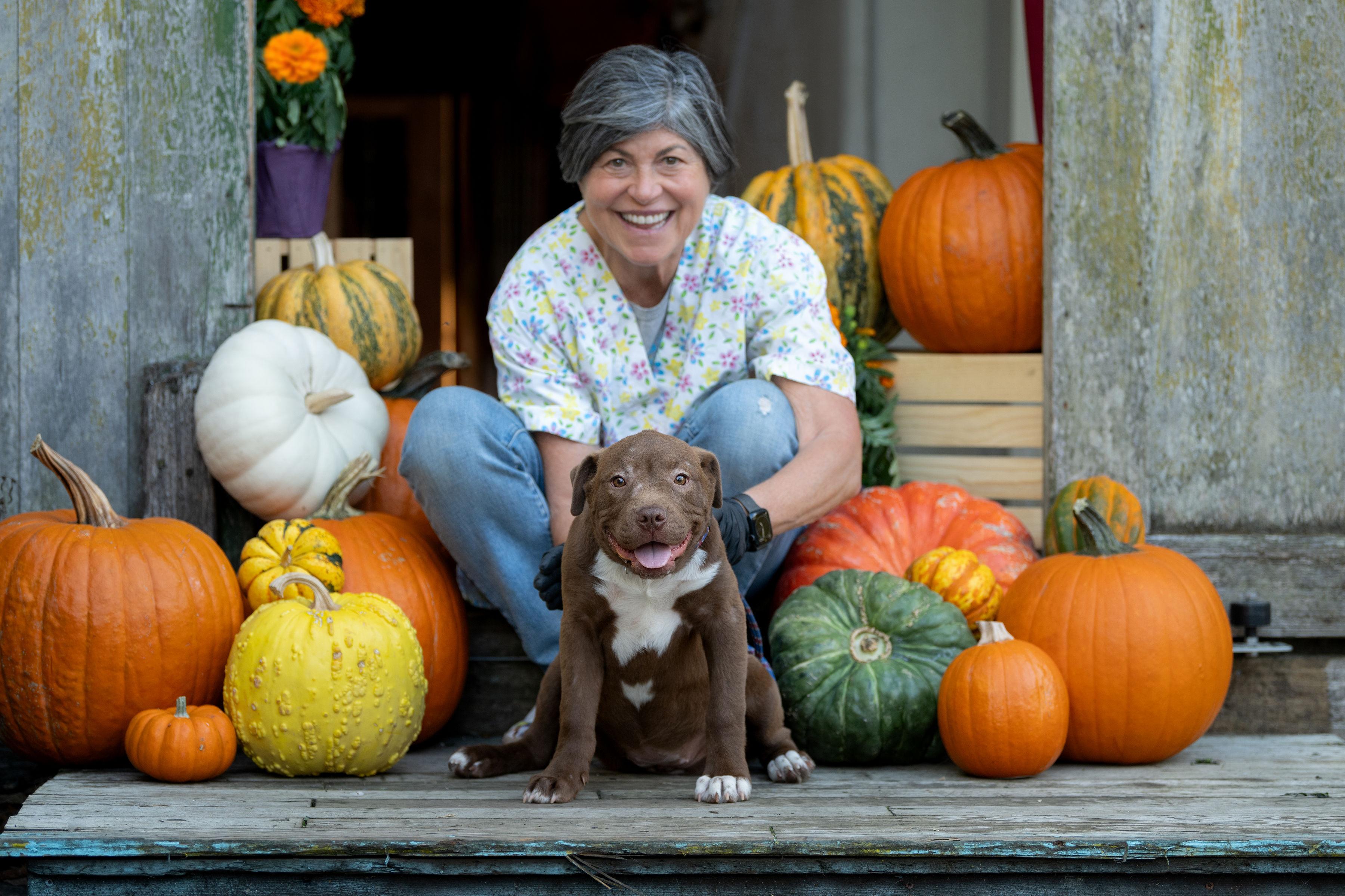 Chocolate Chip, a Adoptable mixed breed in Santa Rosa, CA image 5/6