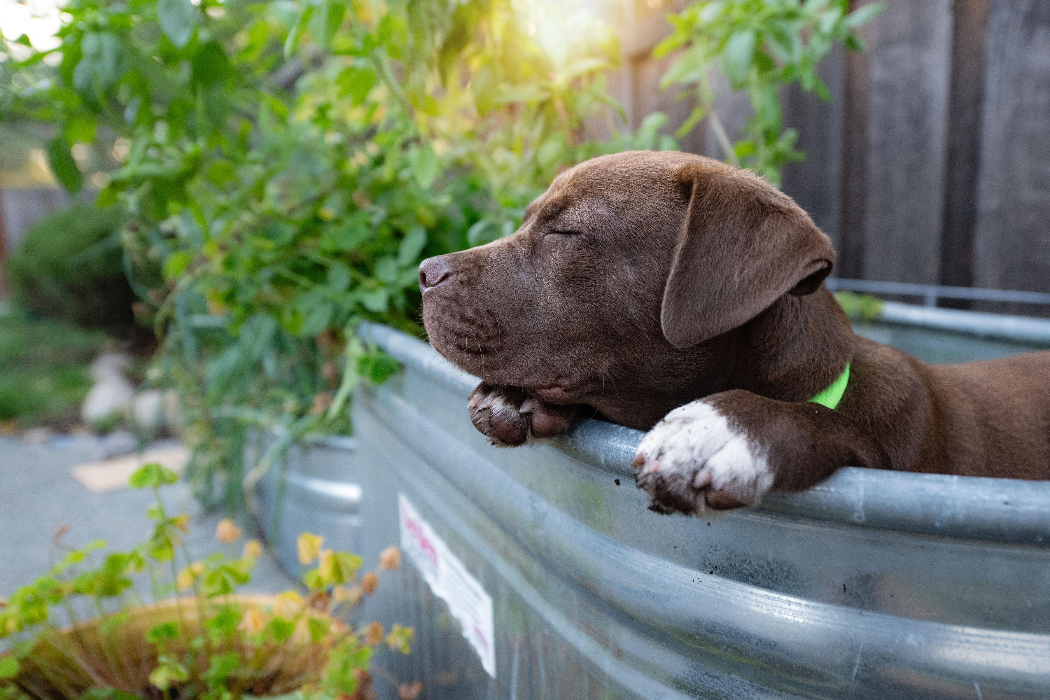 Chocolate Chip, a Adoptable mixed breed in Santa Rosa, CA image 6/6