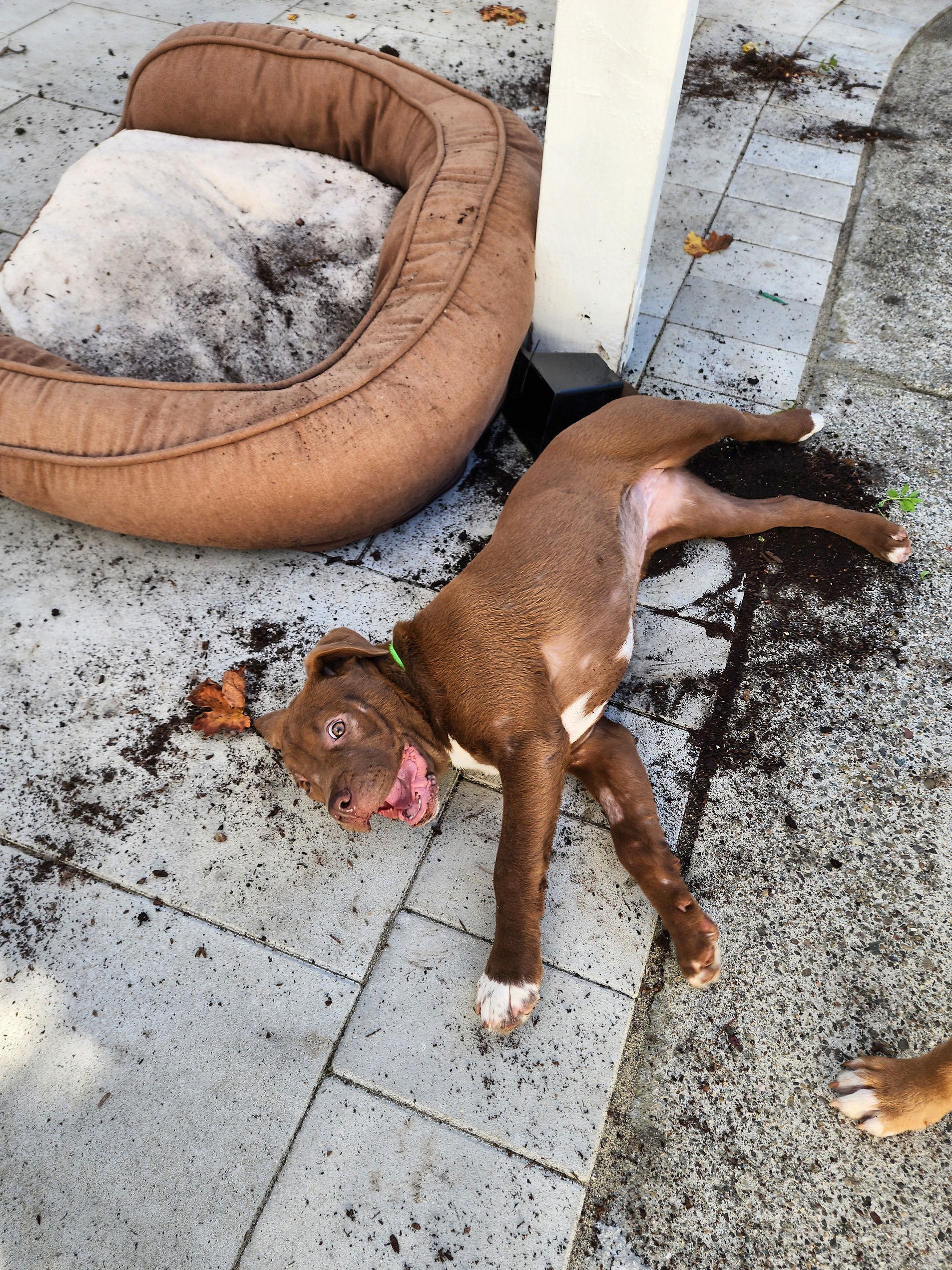 Chocolate Chip, a Adoptable mixed breed in Santa Rosa, CA image 2/6