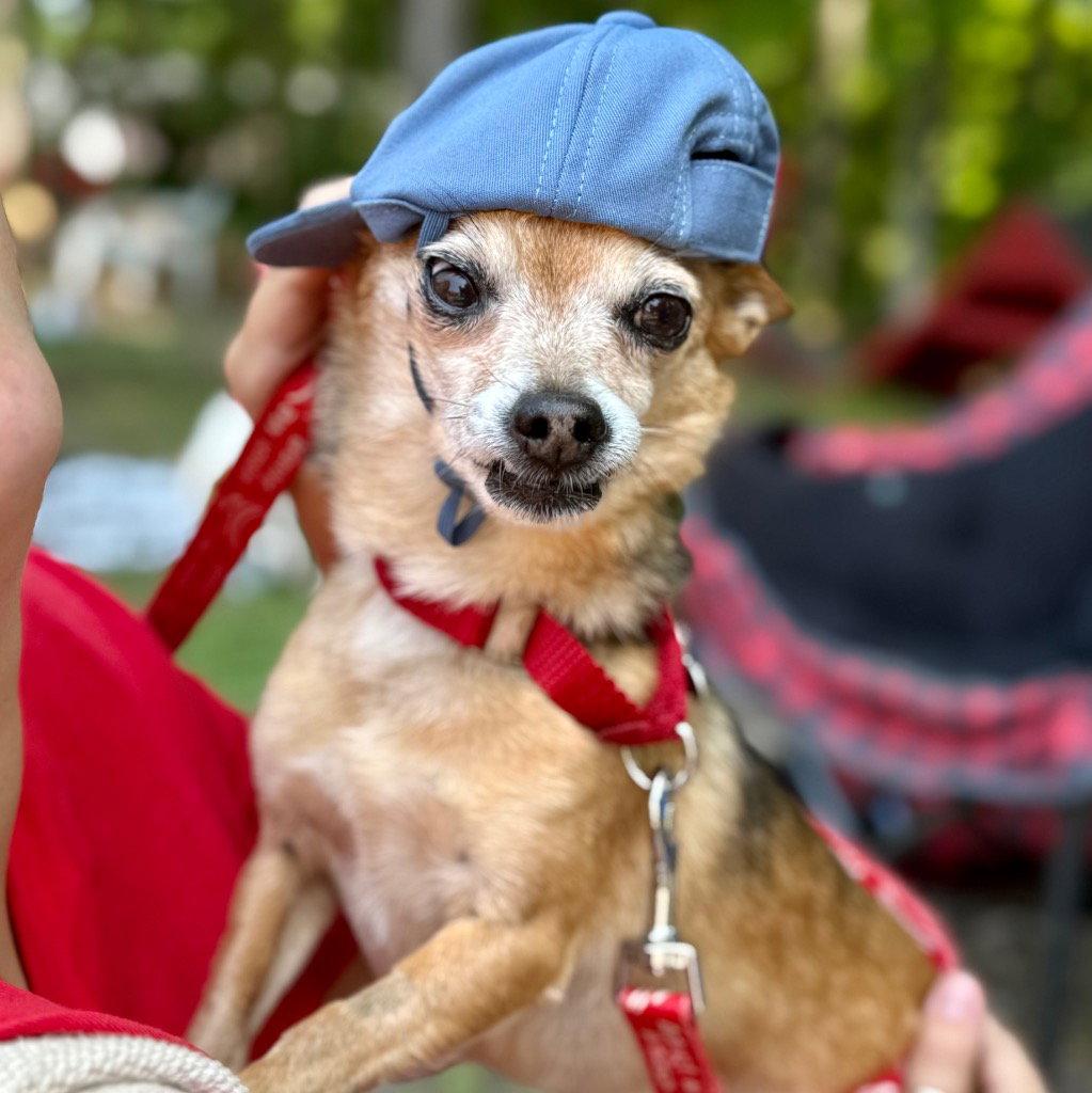 Enlarge Marley, a Adoptable mixed breed in Bloomfield, CT image 1/3