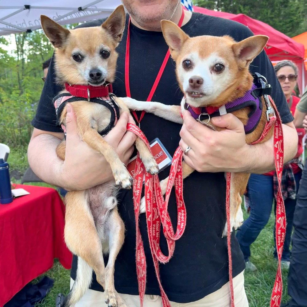 Enlarge Marley, a Adoptable mixed breed in Bloomfield, CT image 2/3