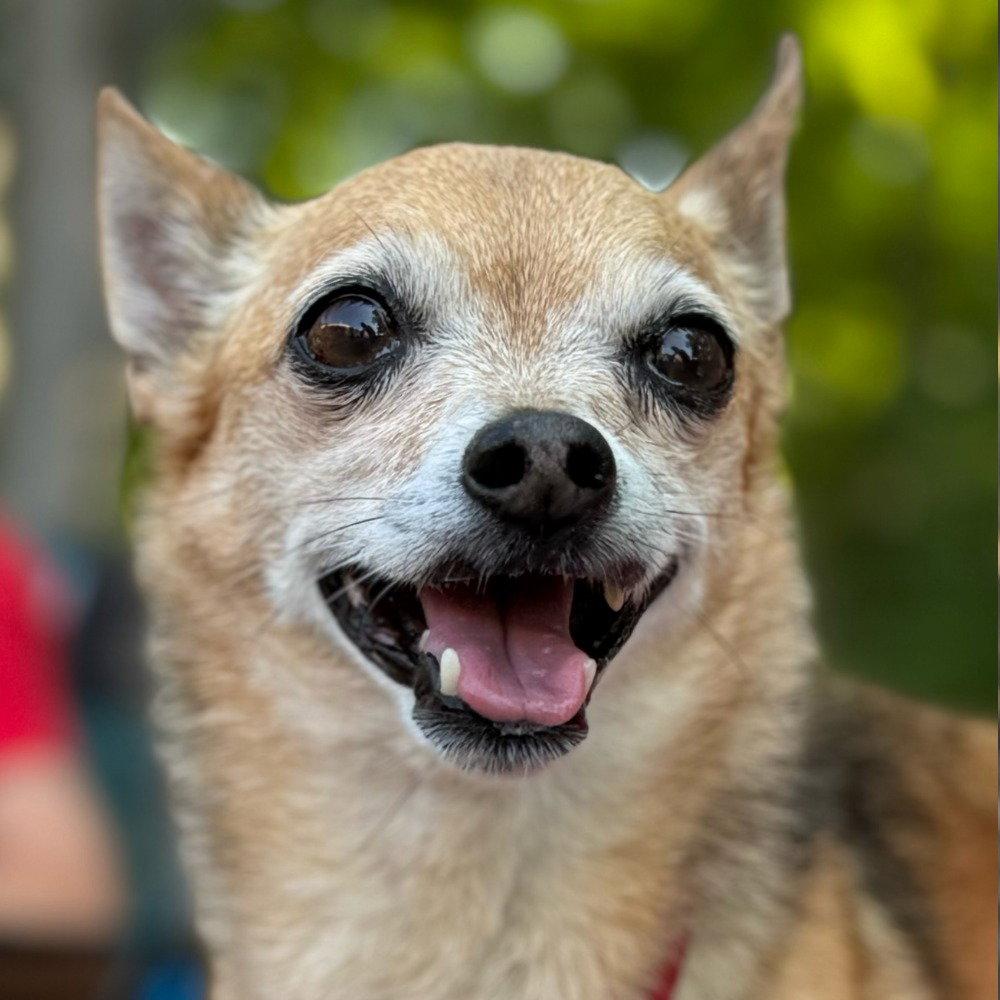 Enlarge Marley, a Adoptable mixed breed in Bloomfield, CT image 3/3
