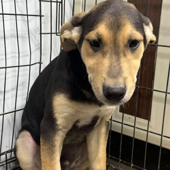 Champ, Young Male Mixed Breed