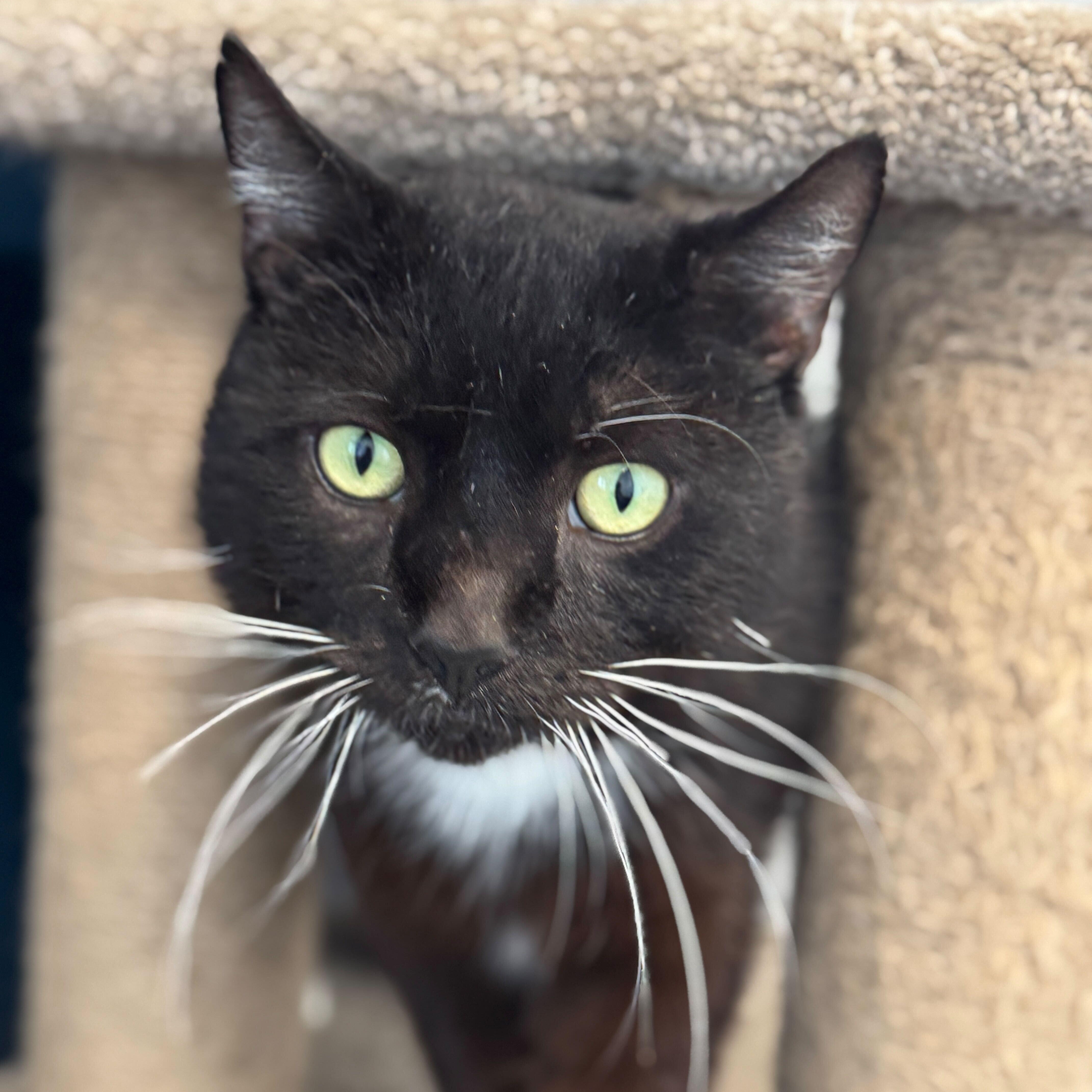 Miso, Adoptable, Young Male Domestic Short Hair.