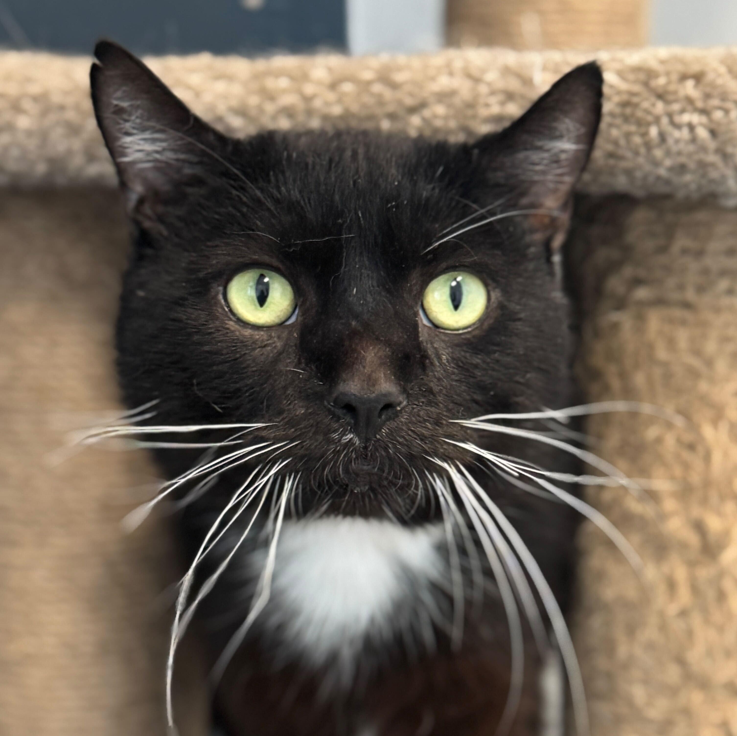 Enlarge Miso, a Adoptable Domestic Short Hair in North Haven, CT image 2/2