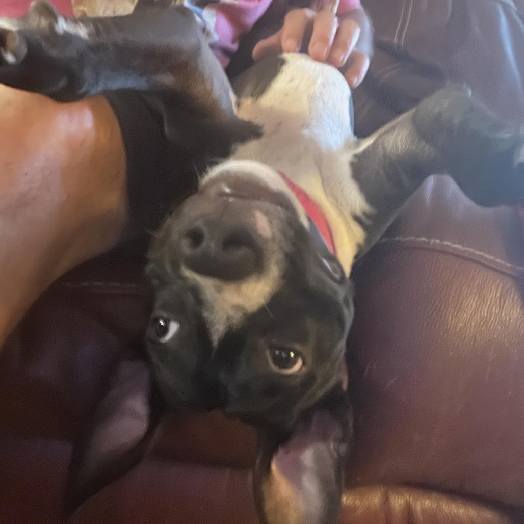 Twizzler, Adoptable, Young Female Mixed Breed.