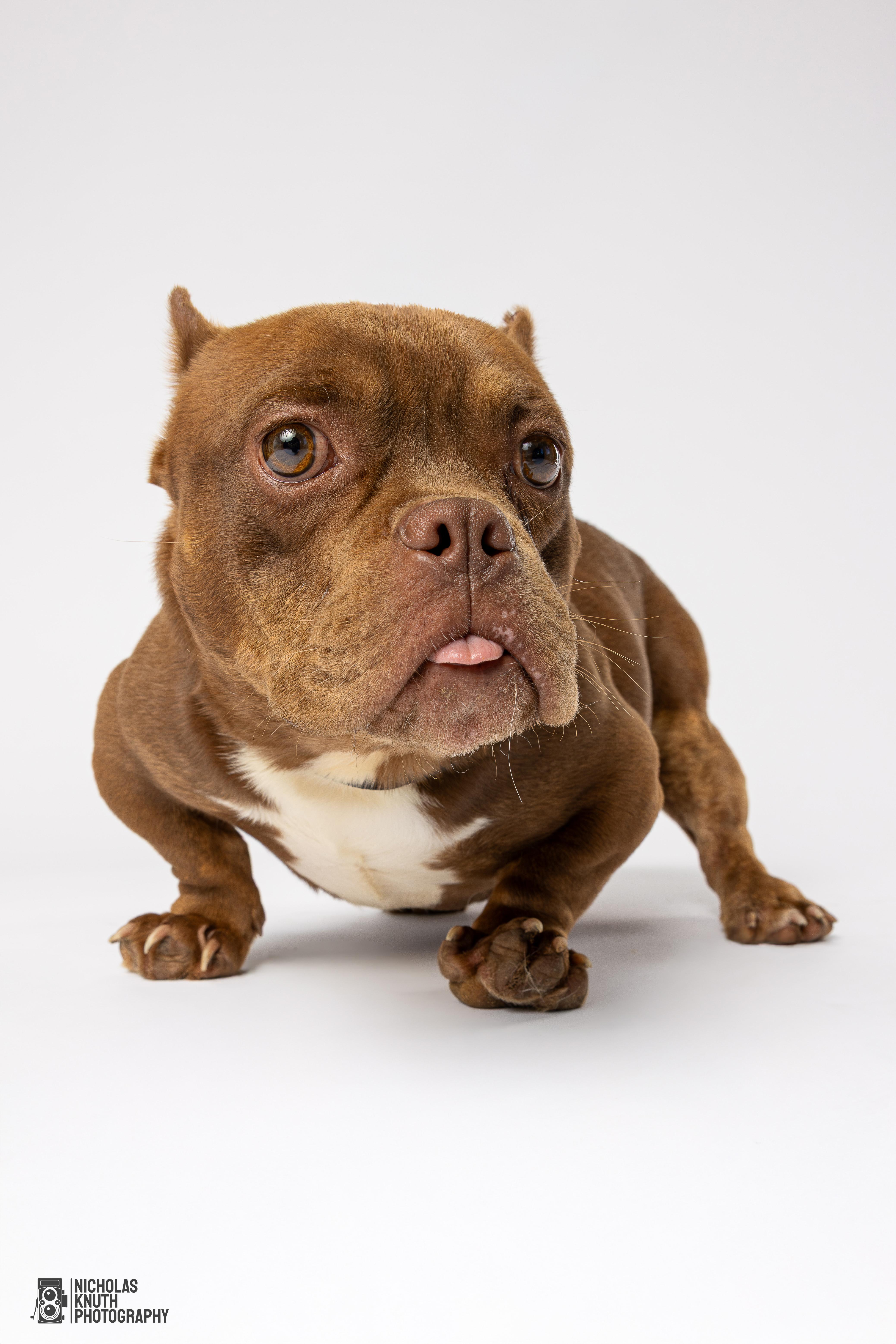 Solomon, a Adoptable mixed breed in Palatine, IL image 1/6