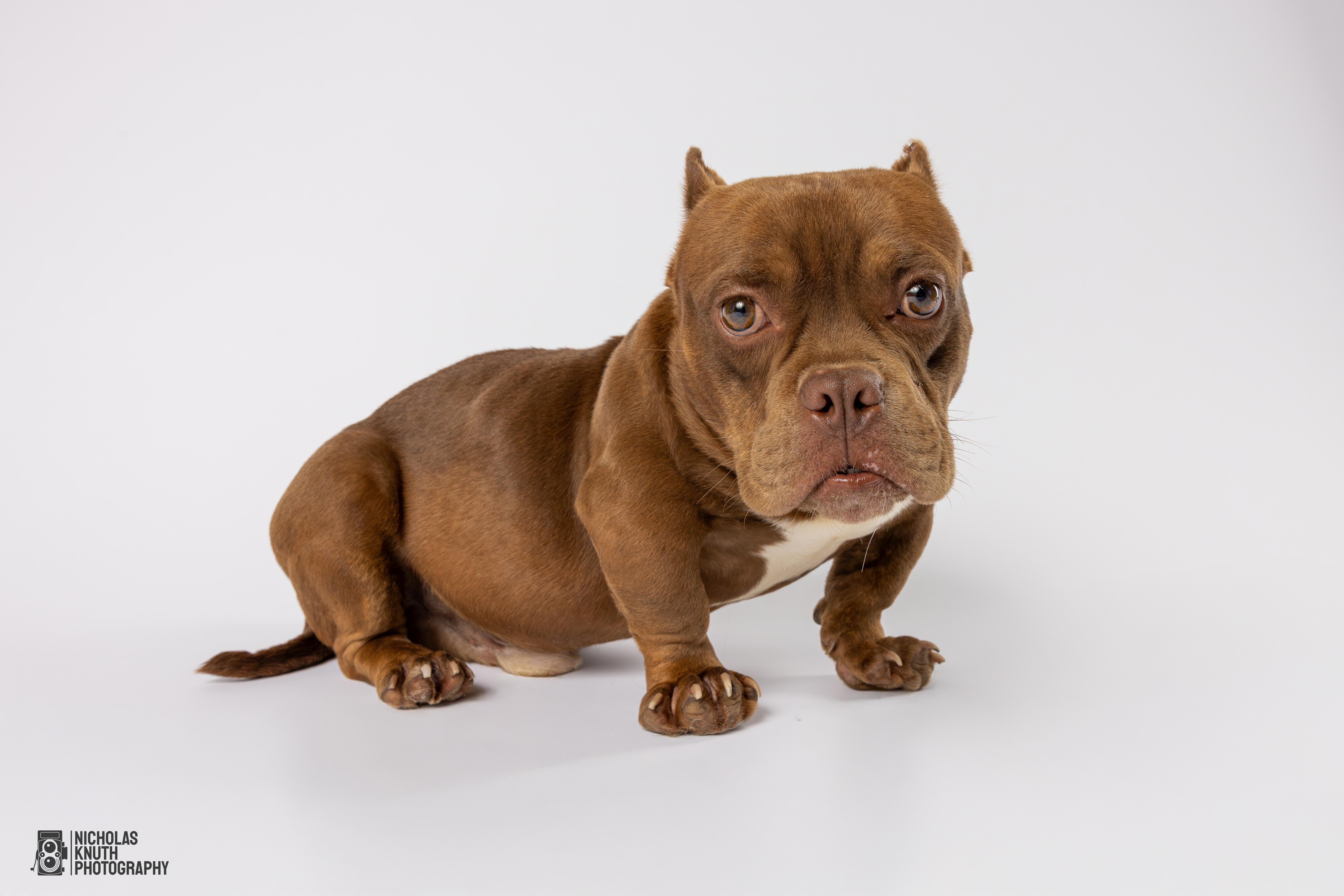 Solomon, a Adoptable mixed breed in Palatine, IL image 2/6