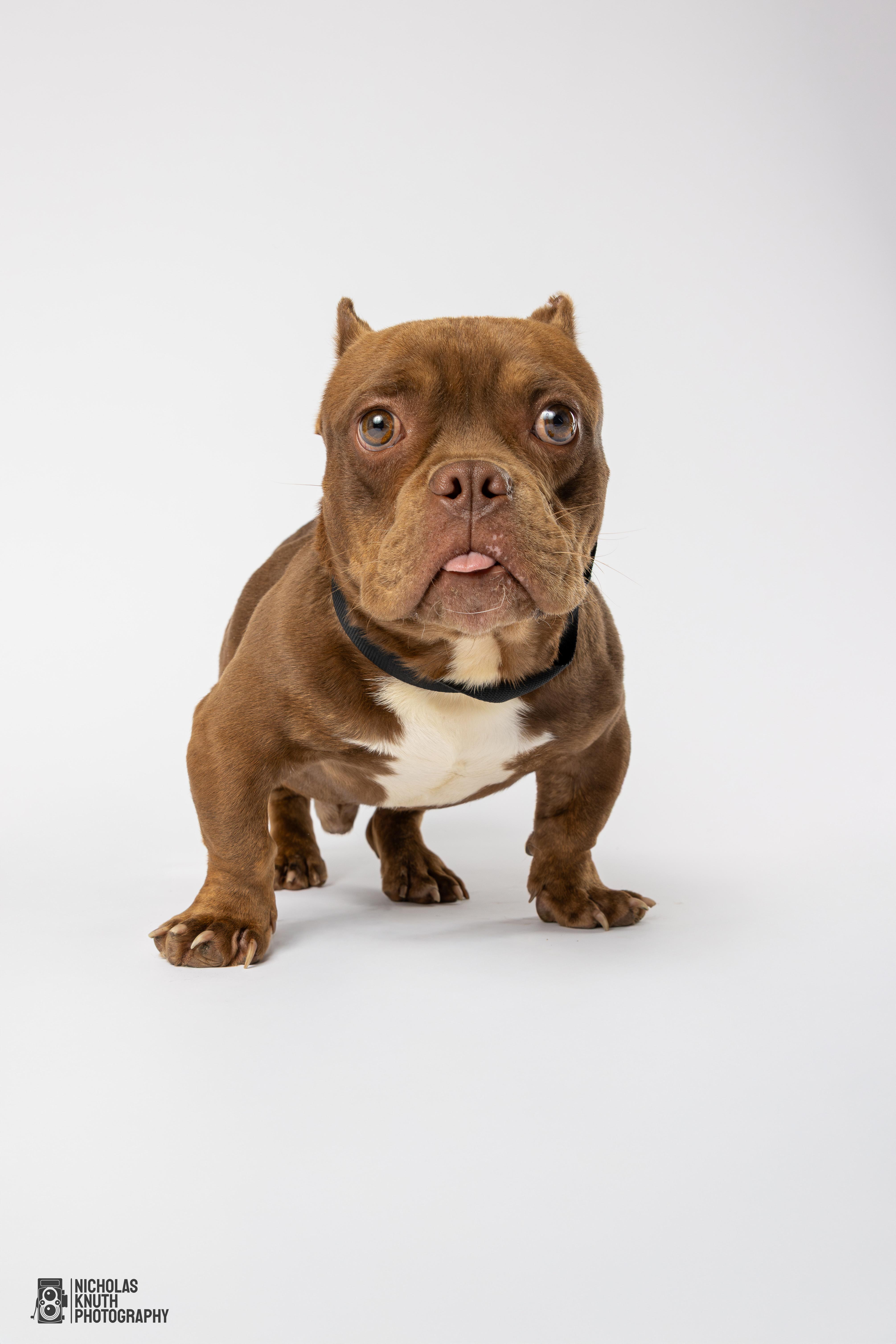 Solomon, a Adoptable mixed breed in Palatine, IL image 3/6