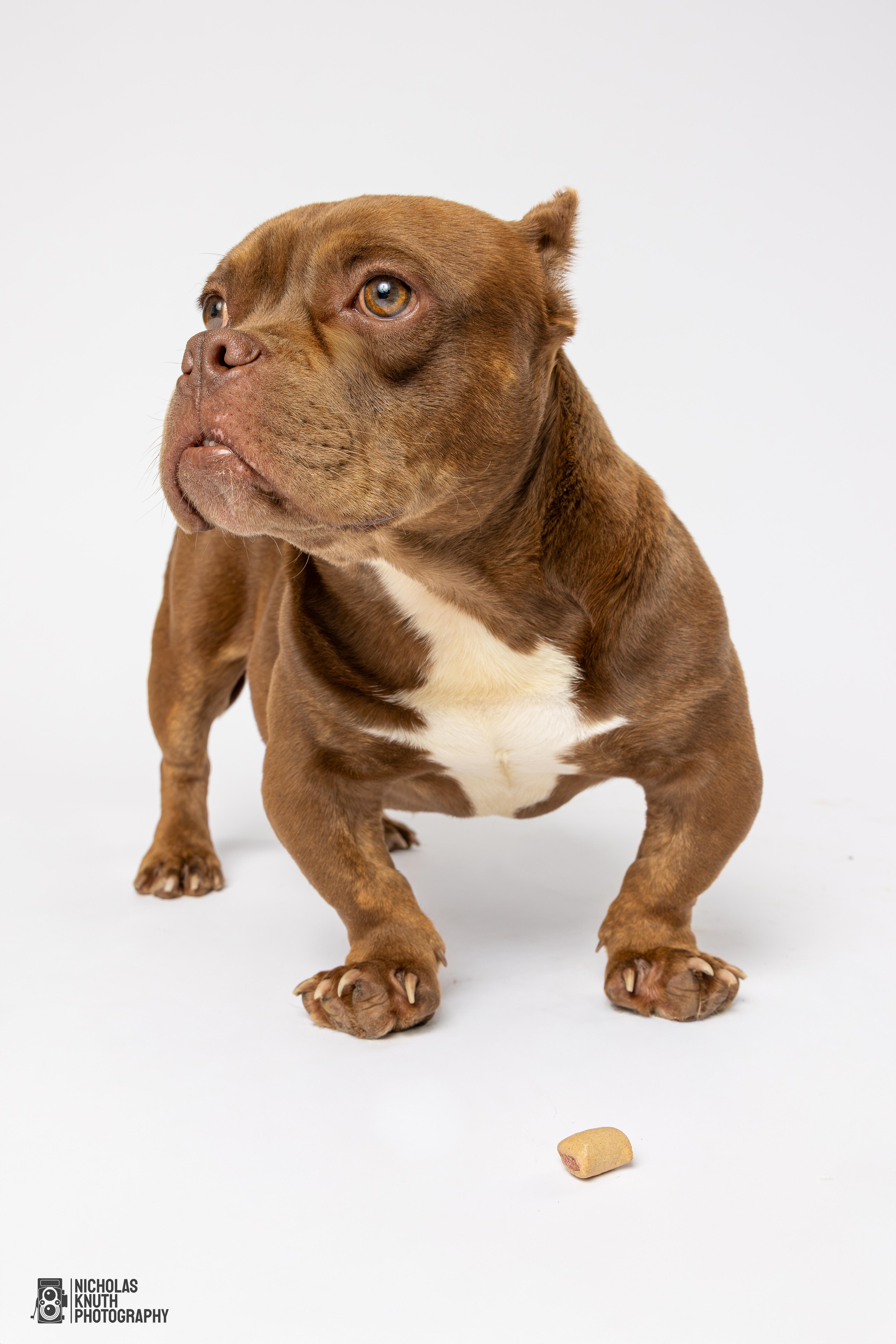 Solomon, a Adoptable mixed breed in Palatine, IL image 4/6