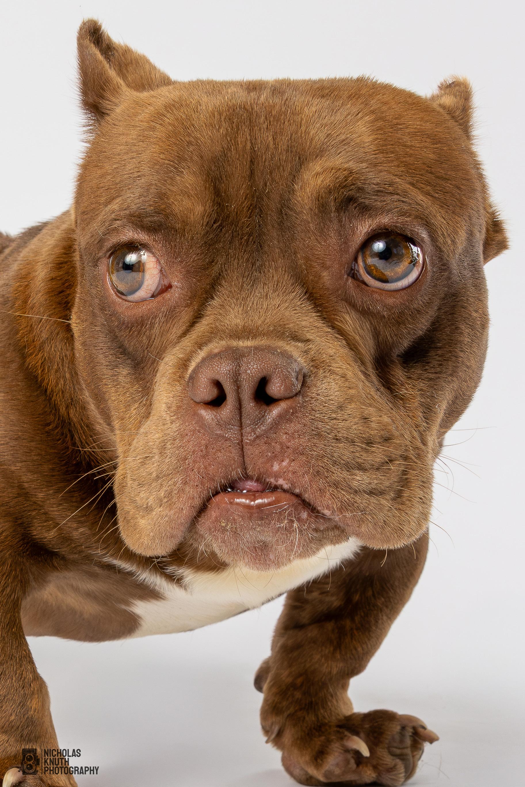 Solomon, a Adoptable mixed breed in Palatine, IL image 5/6