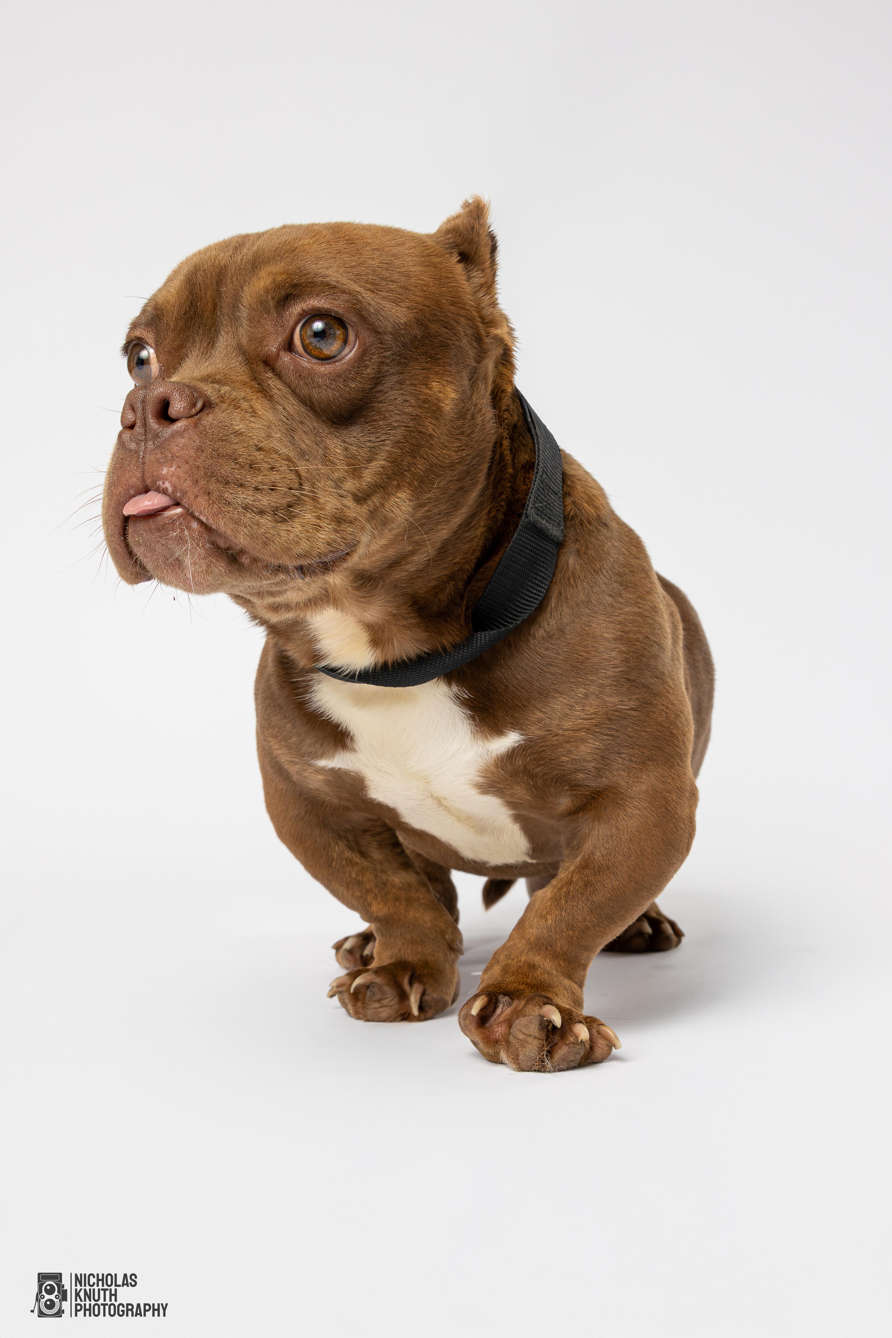 Solomon, a Adoptable mixed breed in Palatine, IL image 6/6