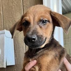 Enlarge Silas, a Adoptable mixed breed in Briarcliff Manor, NY image 1/1