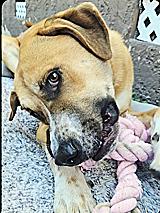 Enlarge Harley, a ADOPTABLE mixed breed in Poway, CA image 5/5