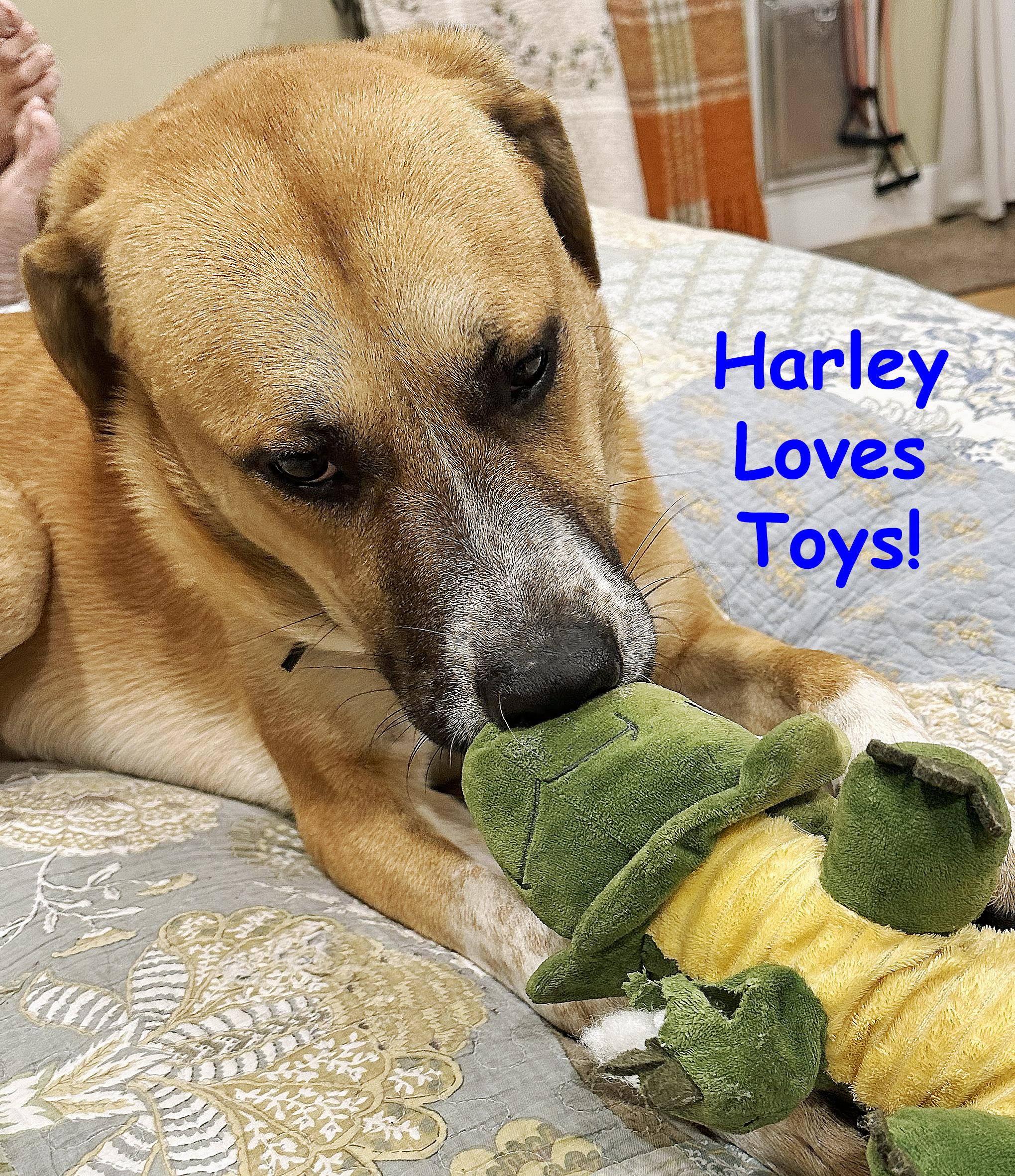 Harley, ADOPTABLE, Young Male Belgian Shepherd / Laekenois & Yellow Labrador Retriever.