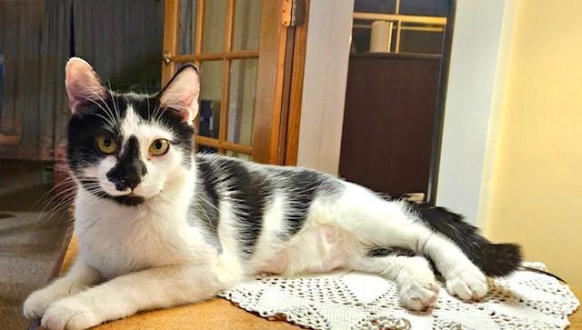 Becky, Adoptable, Young Female American Shorthair.