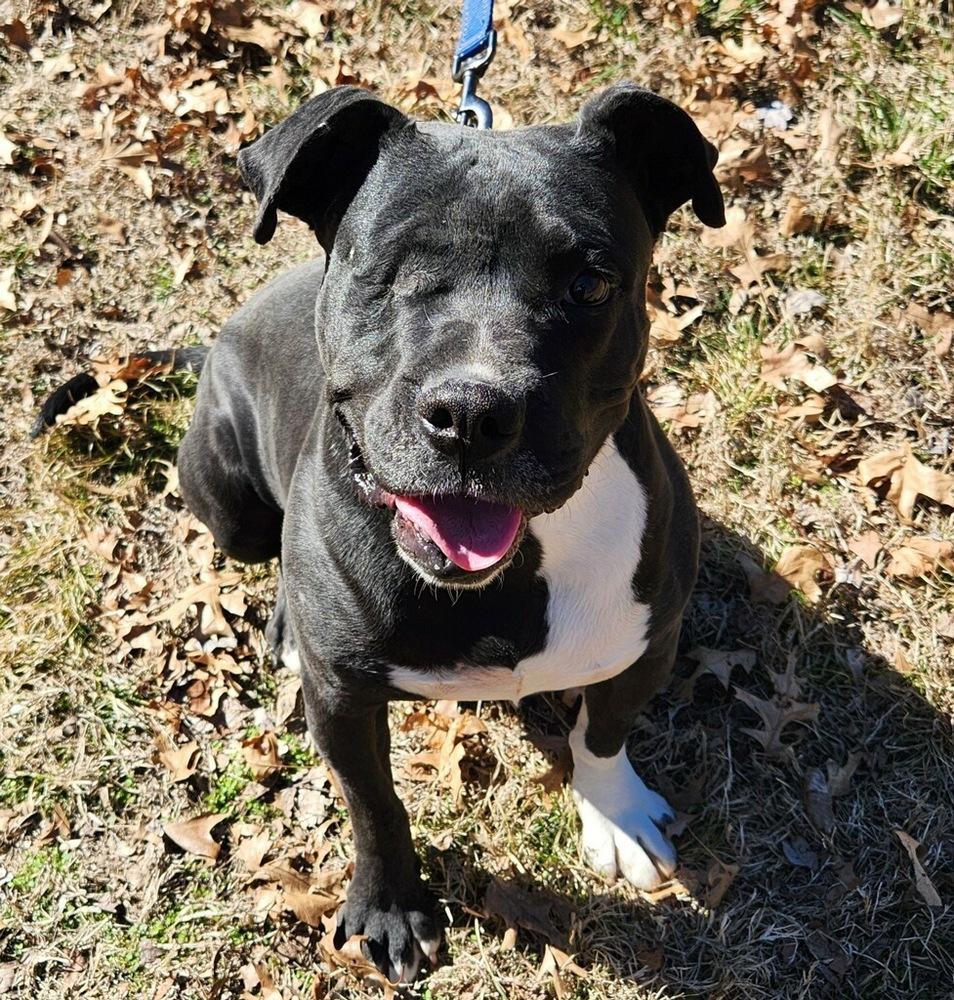 Enlarge Kenny, a Adoptable Labrador Retriever in Bartlesville, OK image 1/3
