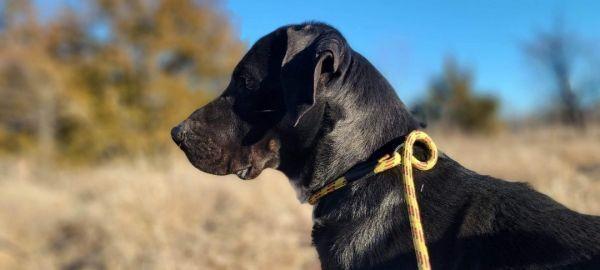 Kenny, a Adoptable Labrador Retriever in Bartlesville, OK image 3/3