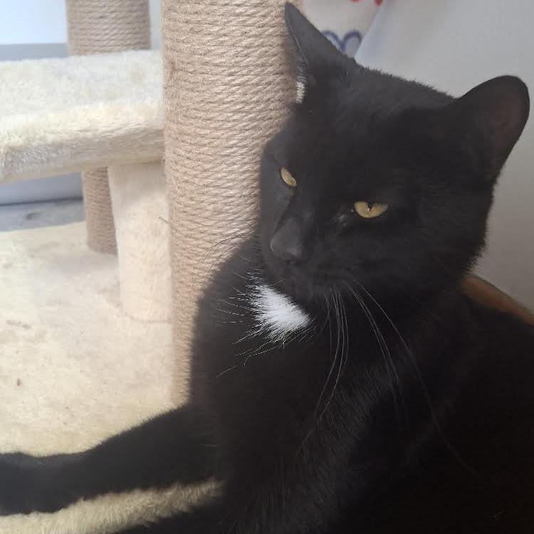 Charmie, Adoptable, Adult Male Domestic Short Hair.