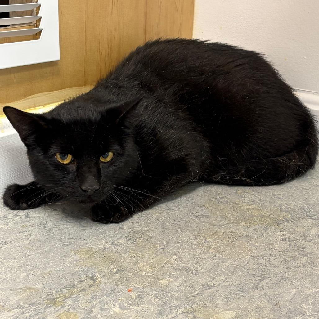 Enlarge Charmie, a Adoptable Domestic Short Hair in Morrisville, VT image 2/6