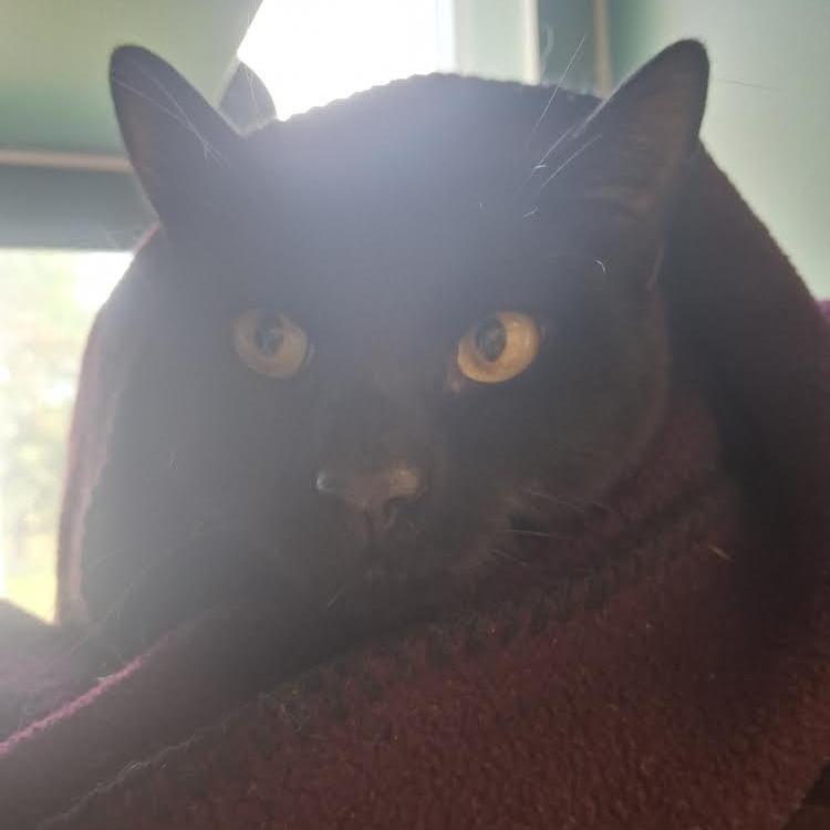 Enlarge Charmie, a Adoptable Domestic Short Hair in Morrisville, VT image 3/6