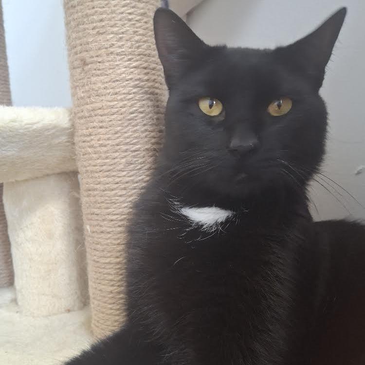 Enlarge Charmie, a Adoptable Domestic Short Hair in Morrisville, VT image 4/6