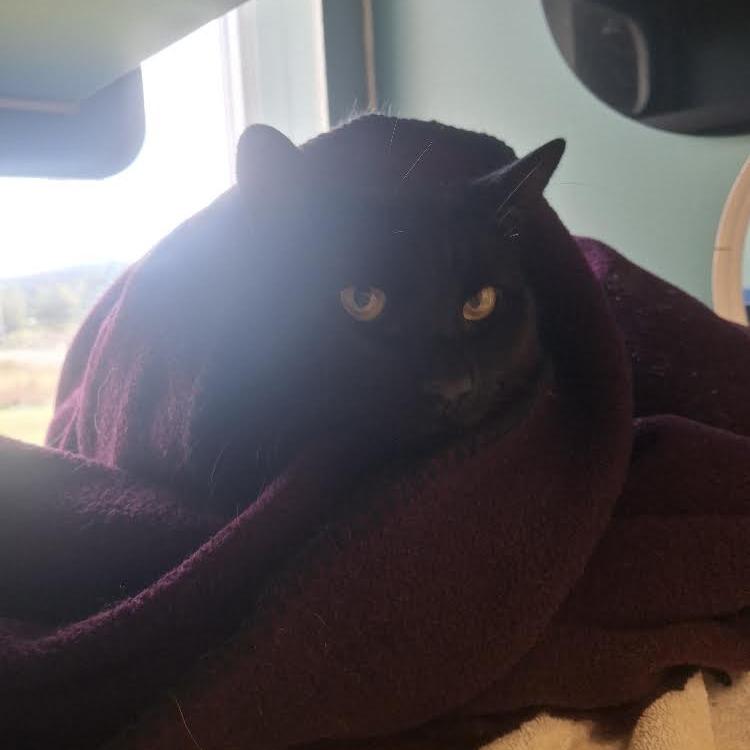Enlarge Charmie, a Adoptable Domestic Short Hair in Morrisville, VT image 5/6