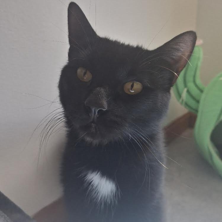 Enlarge Charmie, a Adoptable Domestic Short Hair in Morrisville, VT image 6/6