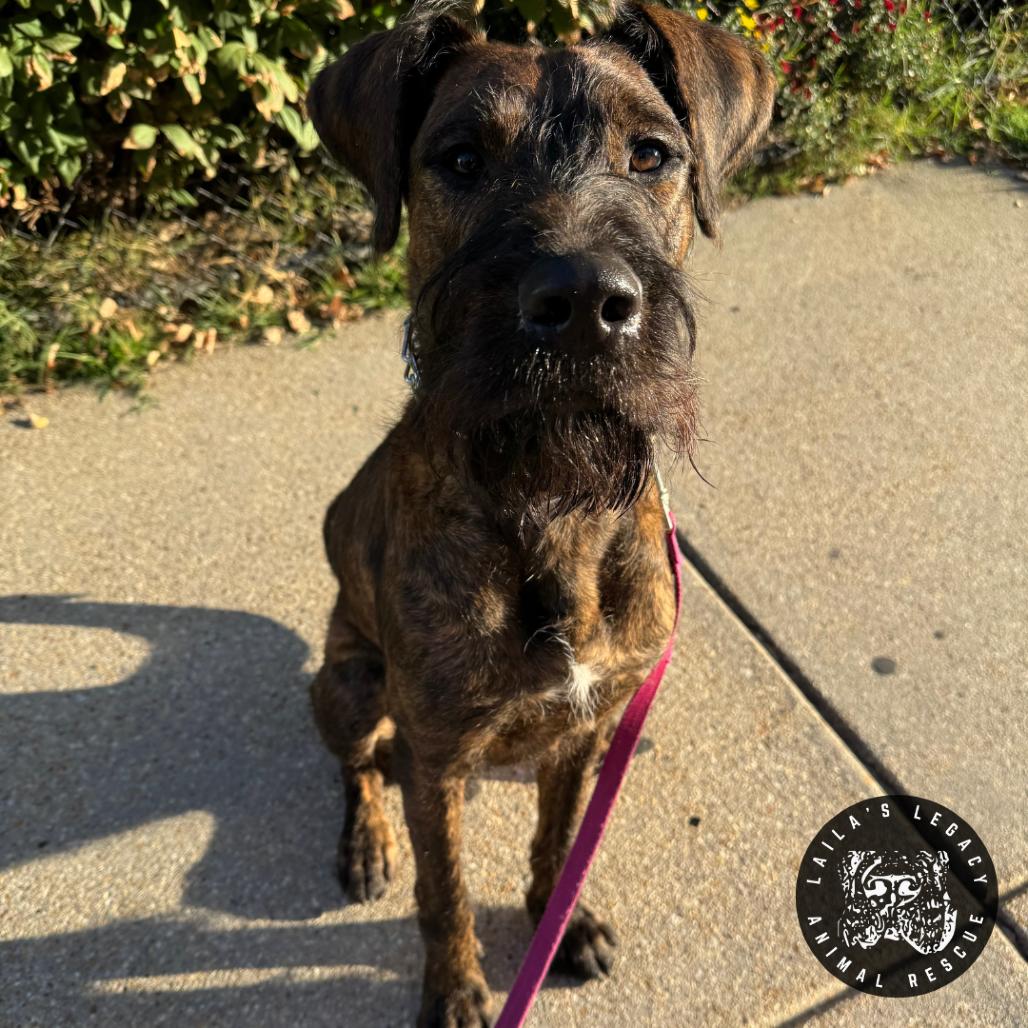 Enlarge Baby Rob, a Adoptable mixed breed in Washington, DC image 1/6