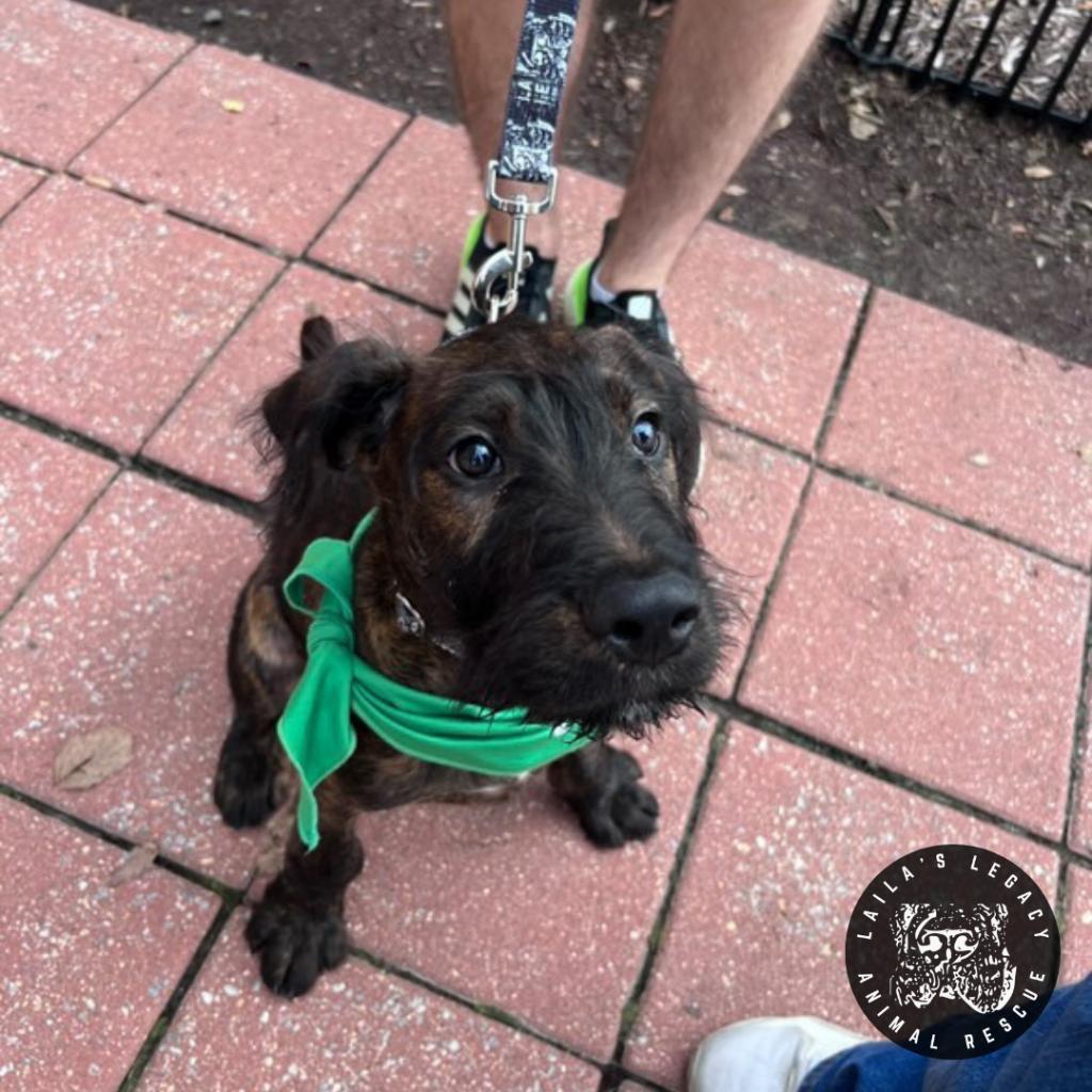 Enlarge Baby Rob, a Adoptable mixed breed in Washington, DC image 2/6