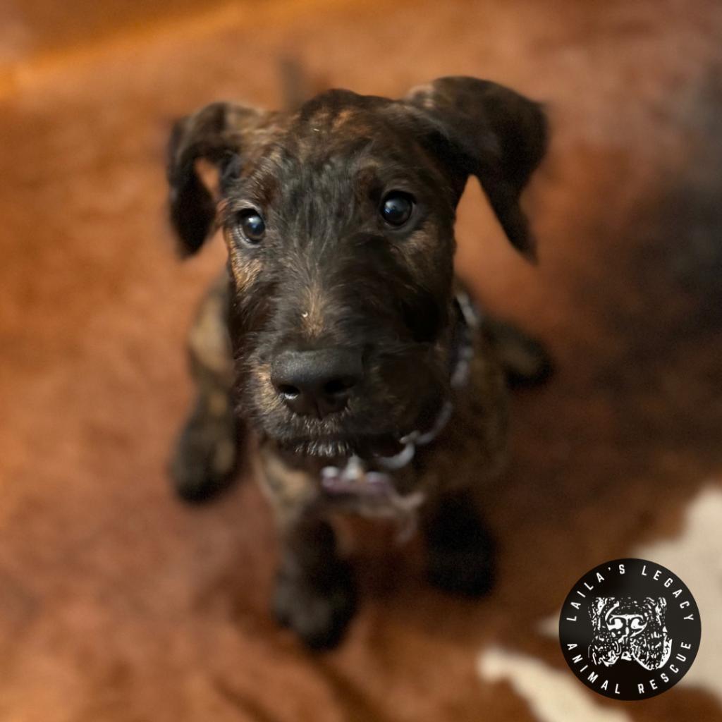 Enlarge Baby Rob, a Adoptable mixed breed in Washington, DC image 3/6