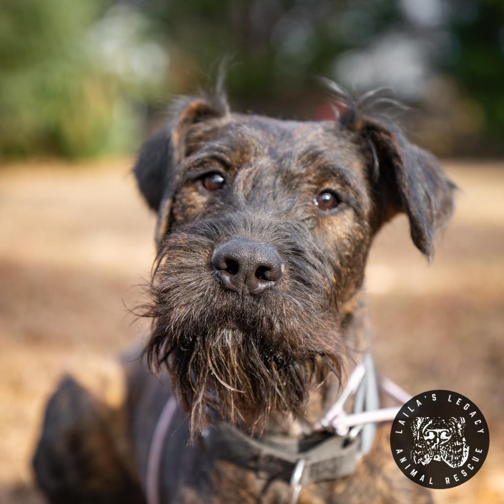 Enlarge Baby Rob, a Adoptable mixed breed in Washington, DC image 4/6