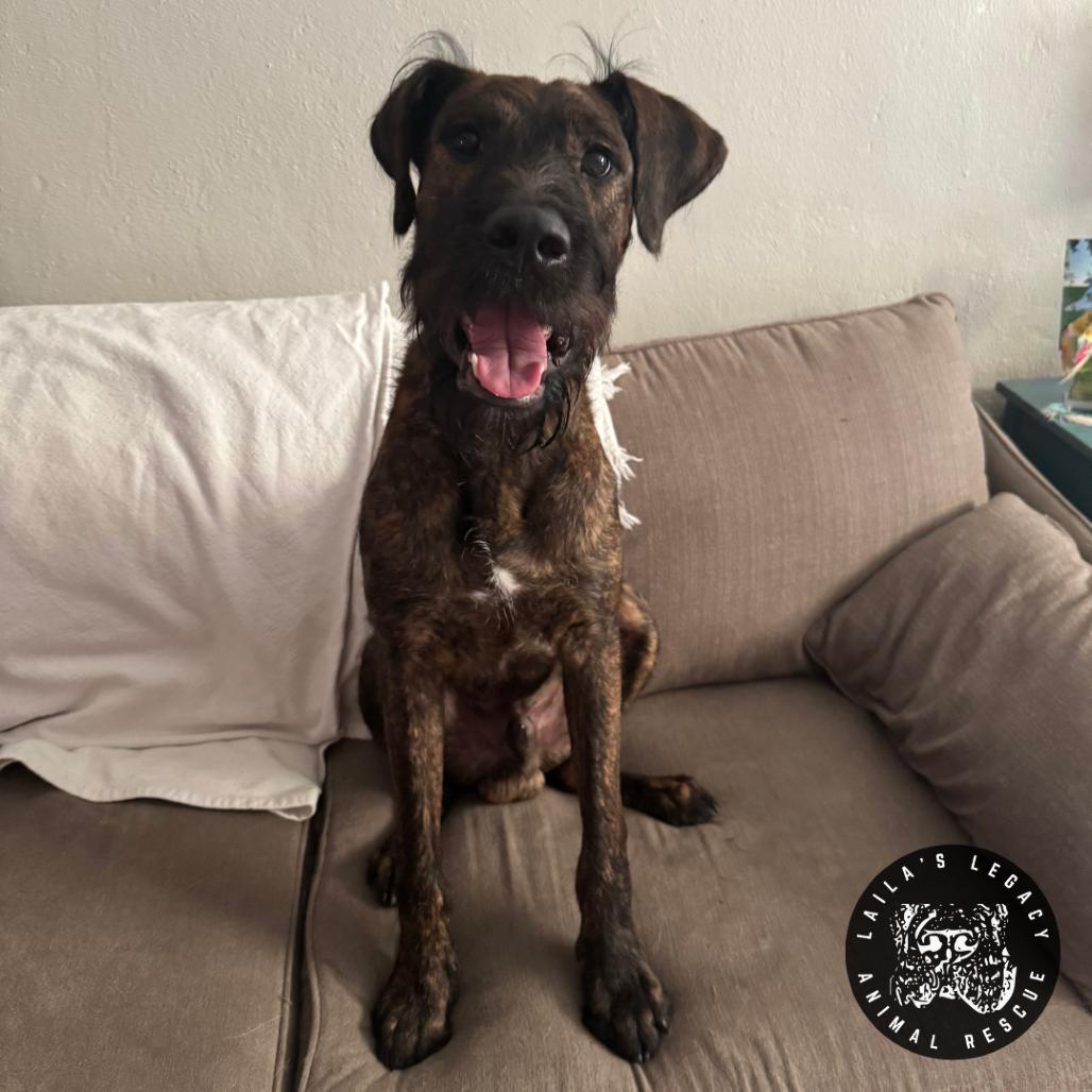 Enlarge Baby Rob, a Adoptable mixed breed in Washington, DC image 4/6