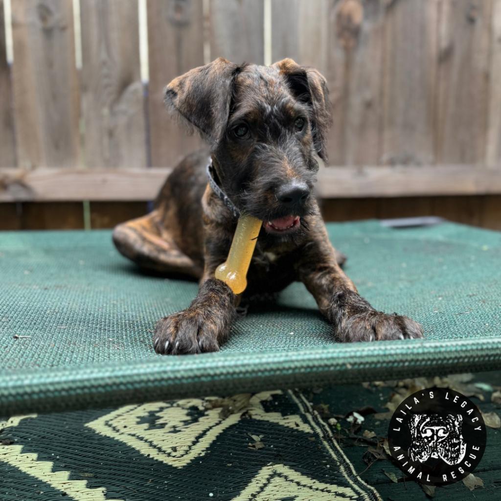 Enlarge Baby Rob, a Adoptable mixed breed in Washington, DC image 5/6