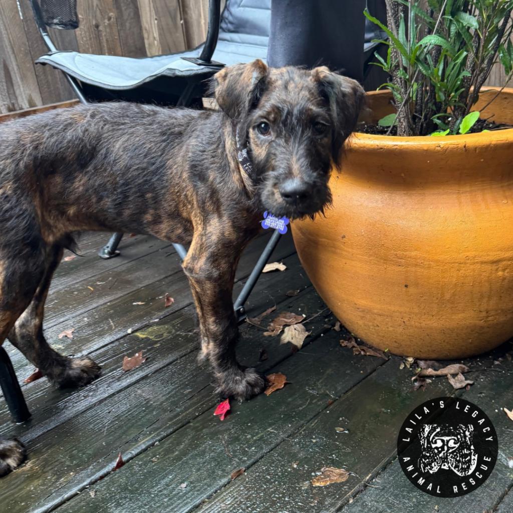 Enlarge Baby Rob, a Adoptable mixed breed in Washington, DC image 6/6