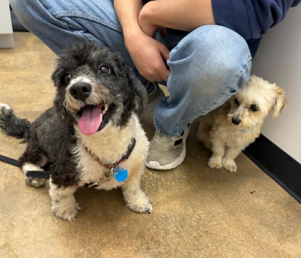 Enlarge Cookie Edith, an adopted Miniature Poodle in Willowbrook, IL image 2/4