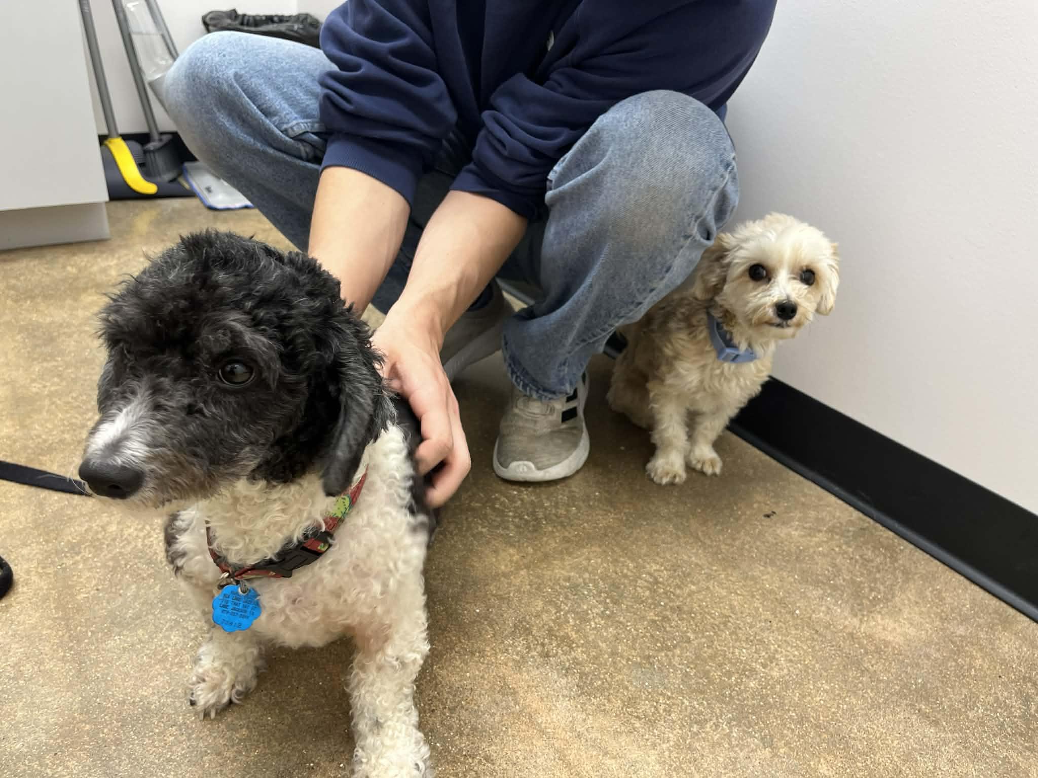 Enlarge Cookie Edith, an adopted Miniature Poodle in Willowbrook, IL image 3/4